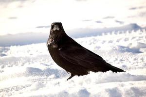 corvo no inverno na parada na estrada foto
