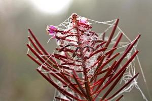 teia de aranha em cima de uma planta foto