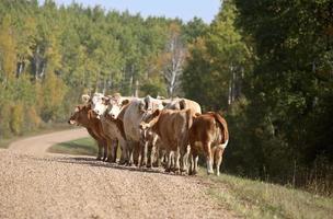 gado ao longo de uma estrada rural de saskatchewan