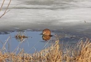 rato almiscarado no gelo inverno canadá foto