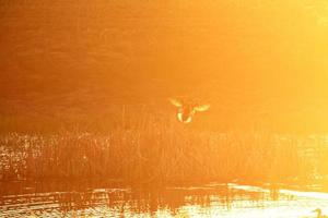 pato voando para a luz do sol saskatchewan foto