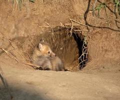 kit red fox na entrada den em saskatchewan foto