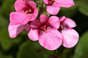 flor desabrochando em cênico saskatchewan foto