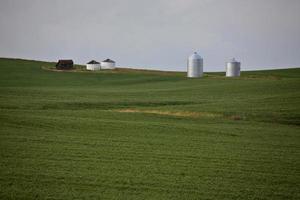 culturas de grãos crescendo na cênica saskatchewan foto