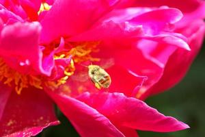 abelha em uma flor desabrochando em cênico saskatchewan foto