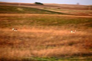 antílope pronghorn no campo de saskatchewan foto