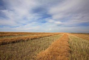 faixas de canola durante a colheita de saskatchewan foto