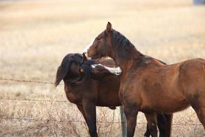 cavalos no pasto canadá foto