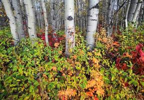 cores do outono em uma floresta do norte da colúmbia britânica foto