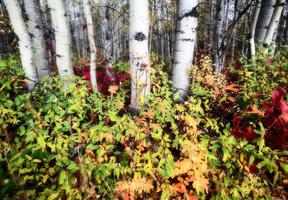 cores do outono em uma floresta do norte da colúmbia britânica foto