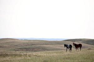 cavalos no pasto sasktatchewan foto