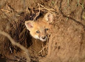 kit red fox na entrada den em saskatchewan foto