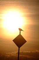 pássaro silhuetado pelo sol nascente em saskatchewan foto