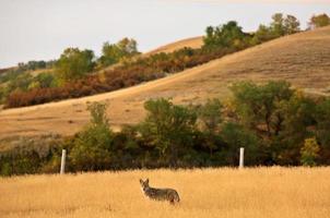 jovem coiote em um campo de saskatchewan foto