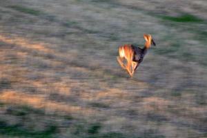 veado-mula em voo em um campo de saskatchewan foto