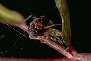 aranha saltadora macho adulto foto