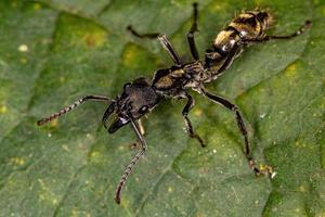 formiga ponerine fêmea adulta