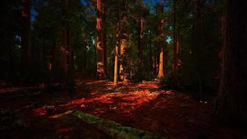 sequoia no parque nacional de yosemite foto