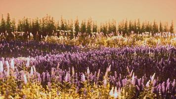 campo de lavanda florescendo sob as cores do pôr do sol de verão foto