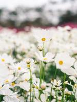 flores brancas do cosmos florescem no jardim. foto