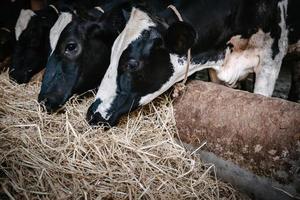 vaca alimentando grama de pastagem em fazenda de gado leiteiro, pecuária de negócios e empresário agrícola. pecuária leiteira foto