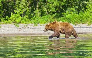 kamchatka urso pardo no lago no verão. foto