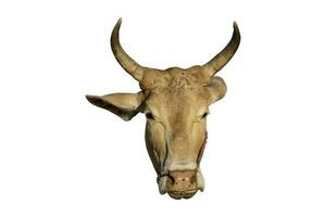 close-up de cabeça de vaca com chifre isolado um fundo branco. objeto com traçado de recorte. foto
