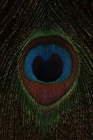olho de um close-up de penas de pavão. tiro macro. fundo natural. foto