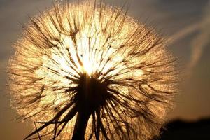 vagem de sementes de barba de cabra iluminada pelo sol na cênica saskatchewan foto