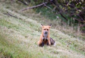 raposa vermelha sentada em uma encosta saskatchewan foto