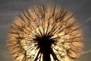 vagem de sementes de barba de cabra iluminada pelo sol na cênica saskatchewan foto