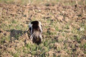 gambá listrado em um campo de saskatchewan foto