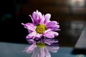 reflexo, flor, cor foto