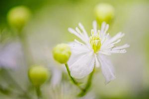 flor branca, foco suave e fundo desfocado sobre fundo verde. flor com gotas de água. foto