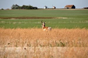 antílope masculino em um campo de saskatchewan foto