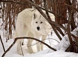 lobo ártico no inverno foto