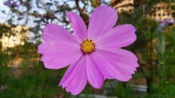 cosmos bipinnatus, comumente chamado de jardim cosmos, flor desabrochando no jardim foto
