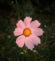 cosmos bipinnatus, comumente chamado de jardim cosmos, flor desabrochando no jardim foto