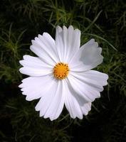 cosmos bipinnatus, comumente chamado de jardim cosmos, flor desabrochando no jardim foto