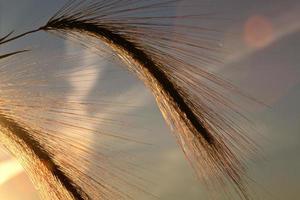 cevada foxtail iluminada pelo pôr do sol na cênica saskatchewan foto