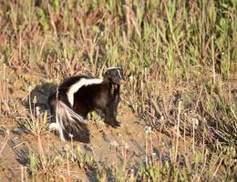 gambá listrado em um campo de saskatchewan foto