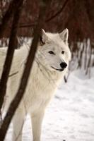 lobo ártico no inverno foto