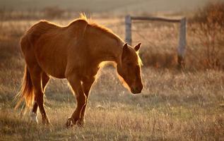 cavalo no pasto foto