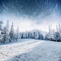 laticínios star trek na floresta de inverno. cena dramática e pitoresca. antecipando o feriado. foto