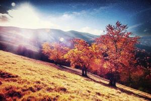 floresta de bétulas na tarde ensolarada durante a temporada de outono. paisagem de outono. Ucrânia. foto