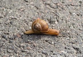 grande caracol de jardim com concha rastejando em estrada molhada foto