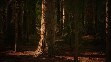 sequoia no parque nacional de yosemite foto