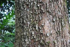 textura de casca de árvore durian de 15 anos foto