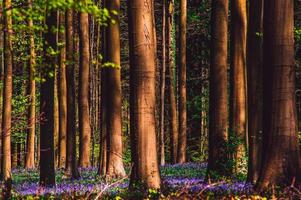 lindo tapete de floresta de sino azul foto