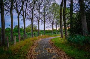 estrada na floresta coberta de folhas foto